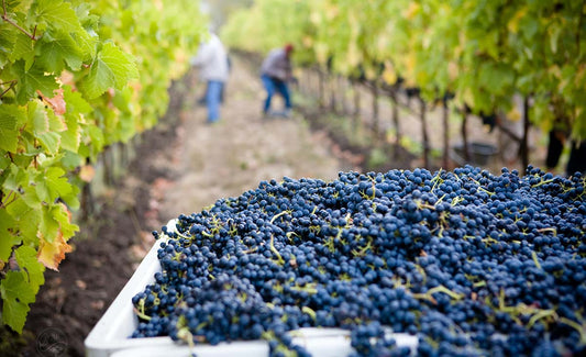 Cranberry Wine – A Tradion Worth Sharing